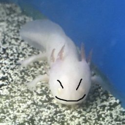 profile photo